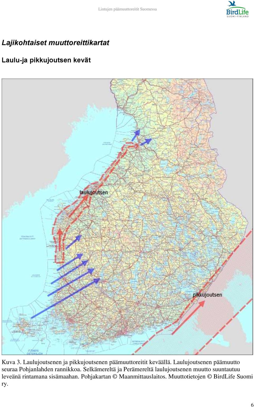 Laulujoutsenen päämuutto seuraa Pohjanlahden rannikkoa.