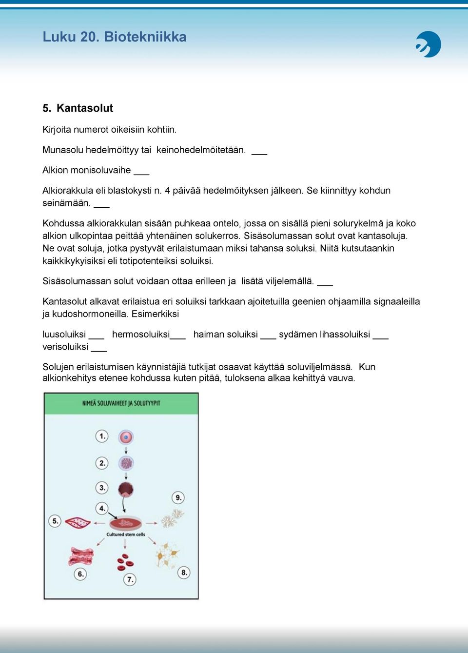 Sisäsolumassan solut ovat kantasoluja. Ne ovat soluja, jotka pystyvät erilaistumaan miksi tahansa soluksi. Niitä kutsutaankin kaikkikykyisiksi eli totipotenteiksi soluiksi.
