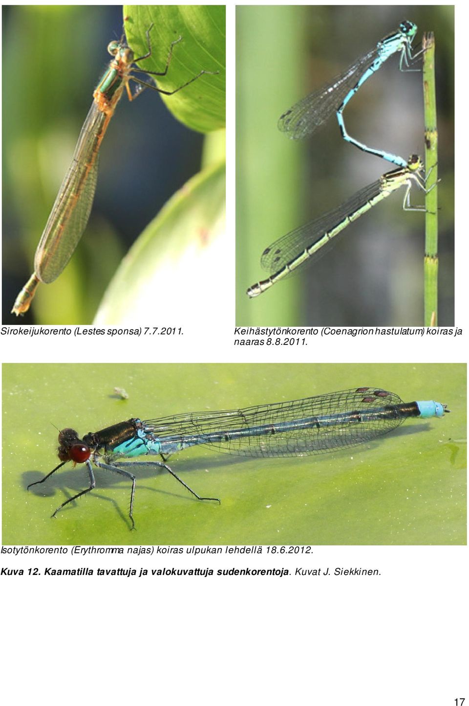 Isotytönkorento (Erythromma najas) koiras ulpukan lehdellä 18.6.