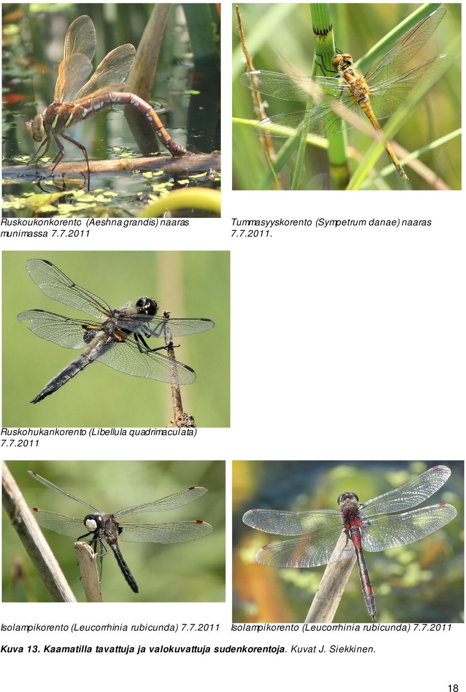 7.2011 Isolampikorento (Leucorrhinia rubicunda) 7.7.2011 Isolampikorento (Leucorrhinia rubicunda) 7.7.2011 Kuva 13.