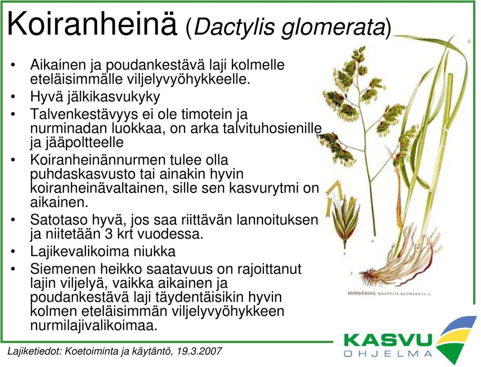 ainakin hyvin koiranheinävaltainen, sille sen kasvurytmi on aikainen. Satotaso hyvä, jos saa riittävän lannoituksen ja niitetään 3 krt vuodessa.