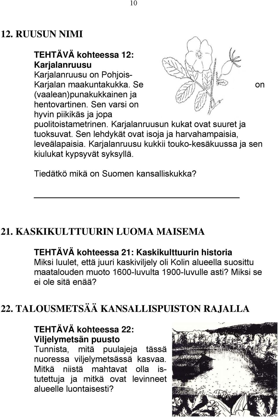 Karjalanruusu kukkii touko-kesäkuussa ja sen kiulukat kypsyvät syksyllä. Tiedätkö mikä on Suomen kansalliskukka? 21.