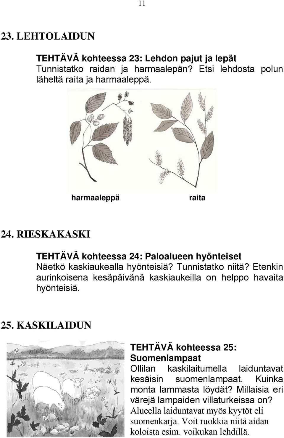 Etenkin aurinkoisena kesäpäivänä kaskiaukeilla on helppo havaita hyönteisiä. 25.