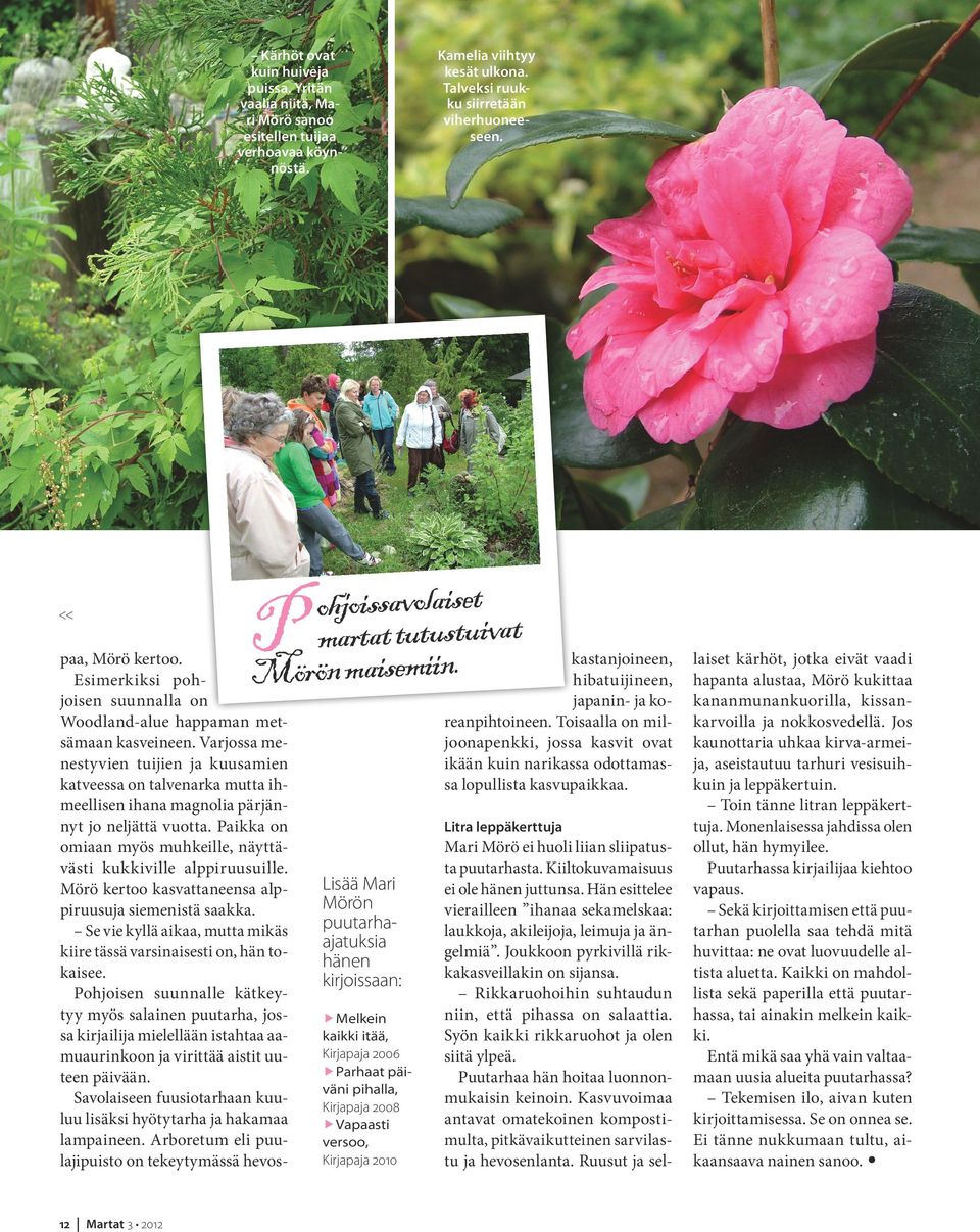 Varjossa menestyvien tuijien ja kuusamien katveessa on talvenarka mutta ihmeellisen ihana magnolia pärjännyt jo neljättä vuotta. Paikka on omiaan myös muhkeille, näyttävästi kukkiville alppiruusuille.