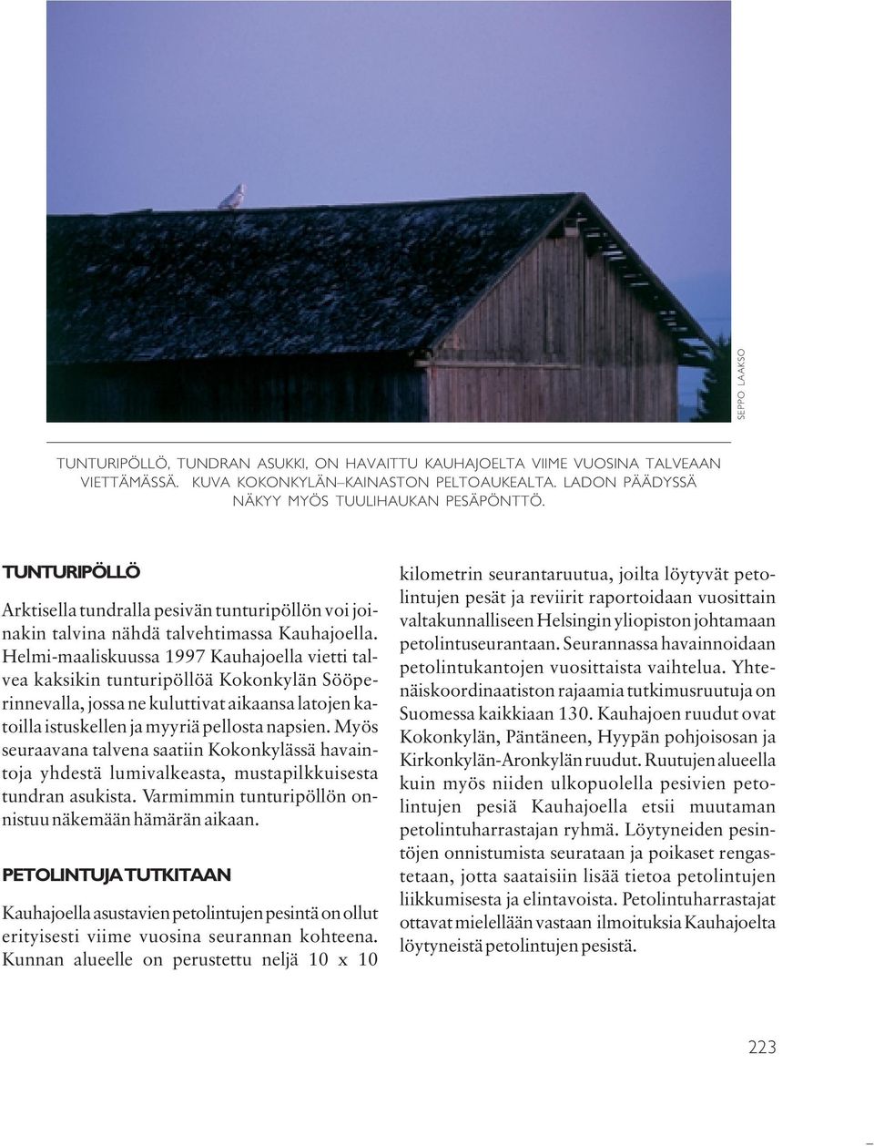Helmi-maaliskuussa 1997 Kauhajoella vietti talvea kaksikin tunturipöllöä Kokonkylän Sööperinnevalla, jossa ne kuluttivat aikaansa latojen katoilla istuskellen ja myyriä pellosta napsien.