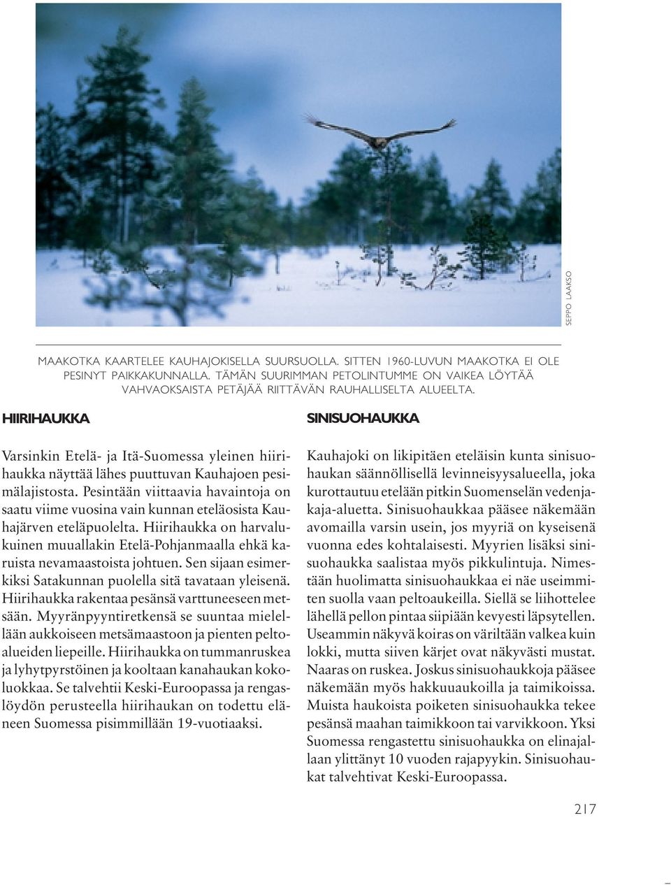 HIIRIHAUKKA Varsinkin Etelä- ja Itä-Suomessa yleinen hiirihaukka näyttää lähes puuttuvan Kauhajoen pesimälajistosta.