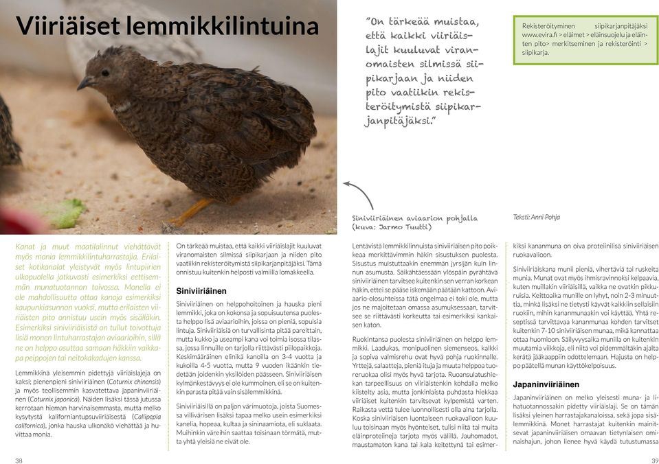 Siniviiriäinen aviaarion pohjalla (kuva: Jarmo Tuutti) Teksti: Anni Pohja Kanat ja muut maatilalinnut viehättävät myös monia lemmikkilintuharrastajia.