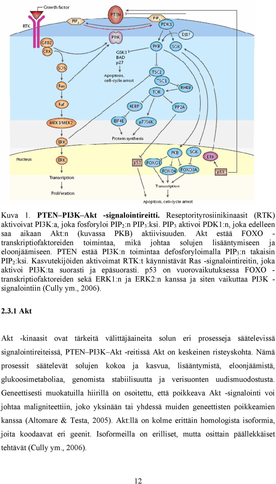 PTEN estää PI3K:n toimintaa defosforyloimalla PIP 3 :n takaisin PIP 2 :ksi. Kasvutekijöiden aktivoimat RTK:t käynnistävät Ras -signalointireitin, joka aktivoi PI3K:ta suorasti ja epäsuorasti.