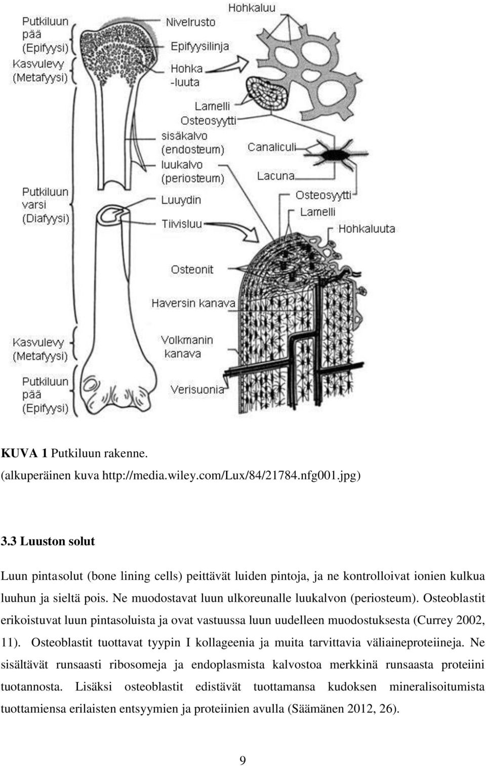 Ne muodostavat luun ulkoreunalle luukalvon (periosteum). Osteoblastit erikoistuvat luun pintasoluista ja ovat vastuussa luun uudelleen muodostuksesta (Currey 2002, 11).