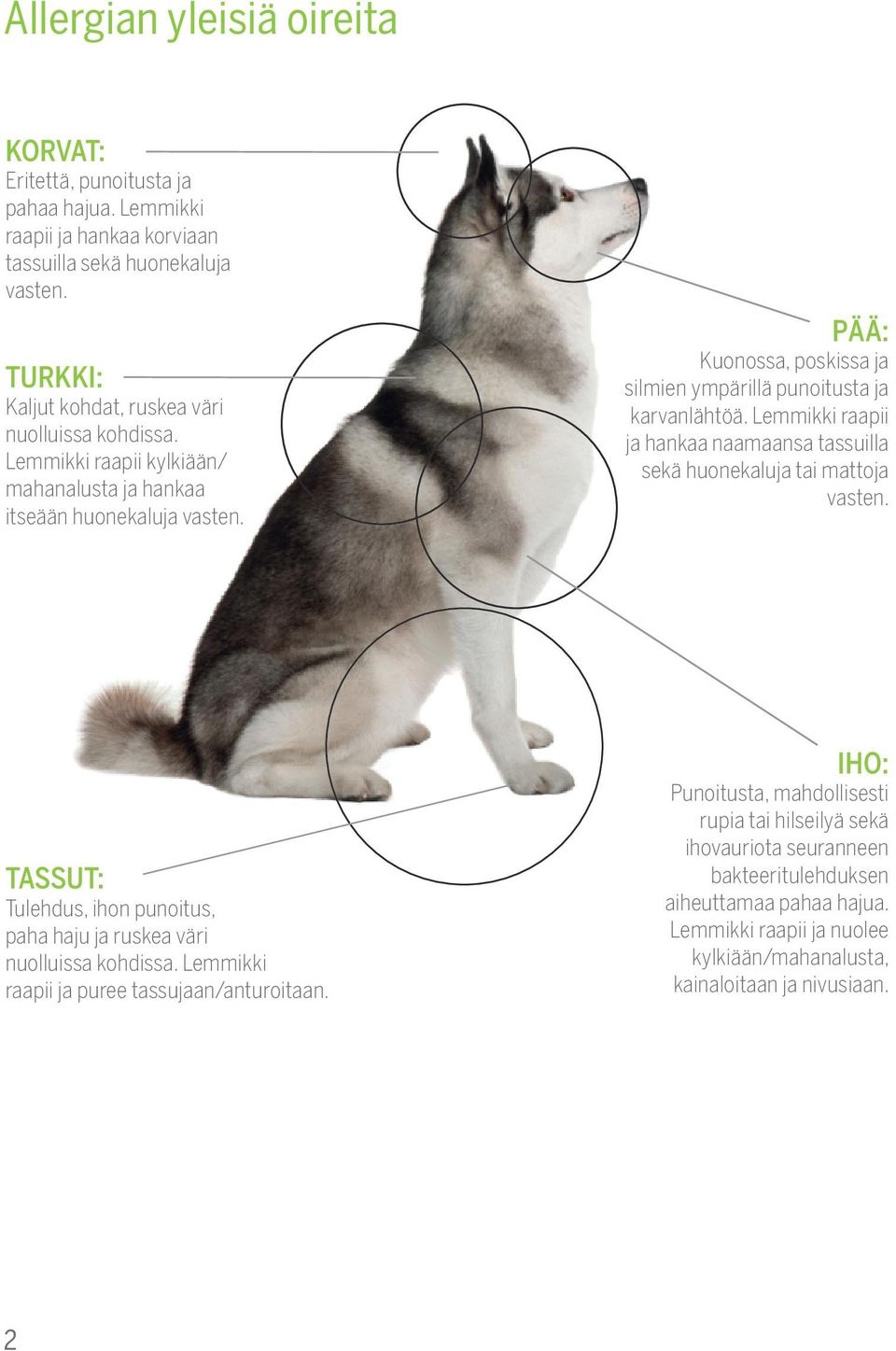 PÄÄ: Kuonossa, poskissa ja silmien ympärillä punoitusta ja karvanlähtöä. Lemmikki raapii ja hankaa naamaansa tassuilla sekä huonekaluja tai mattoja vasten.