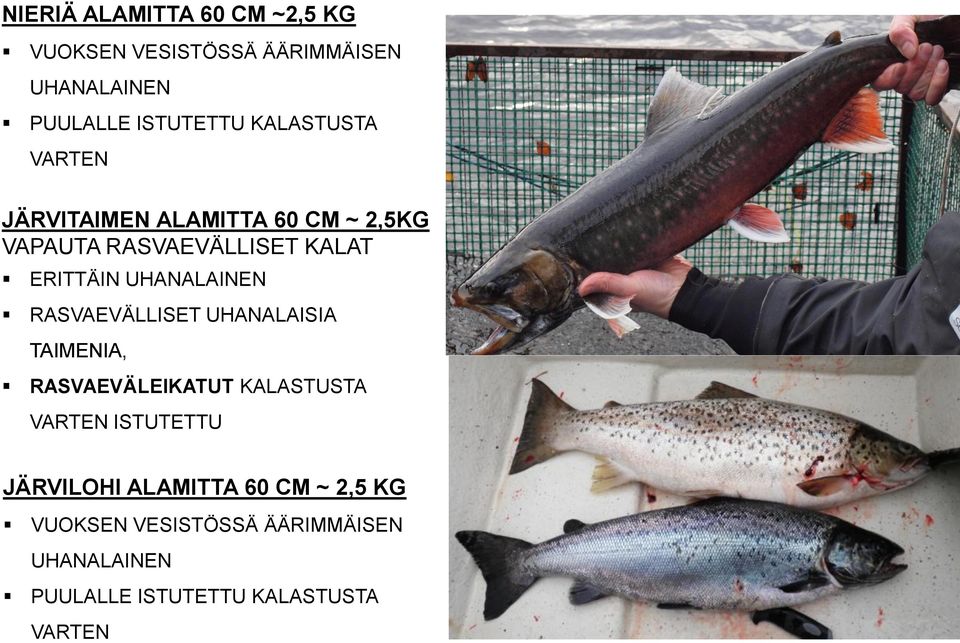 UHANALAINEN RASVAEVÄLLISET UHANALAISIA TAIMENIA, RASVAEVÄLEIKATUT KALASTUSTA VARTEN ISTUTETTU