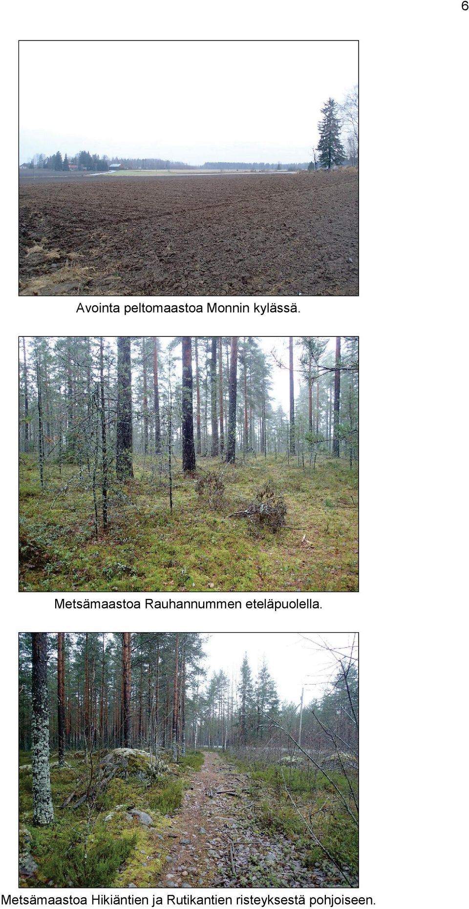 Metsämaastoa Rauhannummen