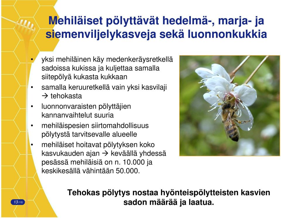 suuria mehiläispesien siirtomahdollisuus pölytystä tarvitsevalle alueelle mehiläiset hoitavat pölytyksen koko kasvukauden ajan keväällä yhdessä