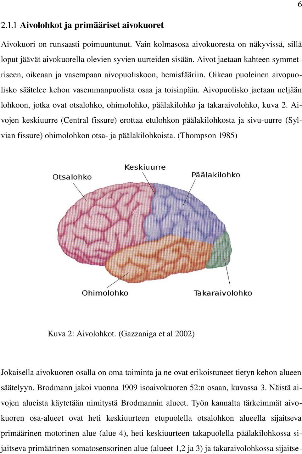 Aivopuolisko jaetaan neljään lohkoon, jotka ovat otsalohko, ohimolohko, päälakilohko ja takaraivolohko, kuva 2.