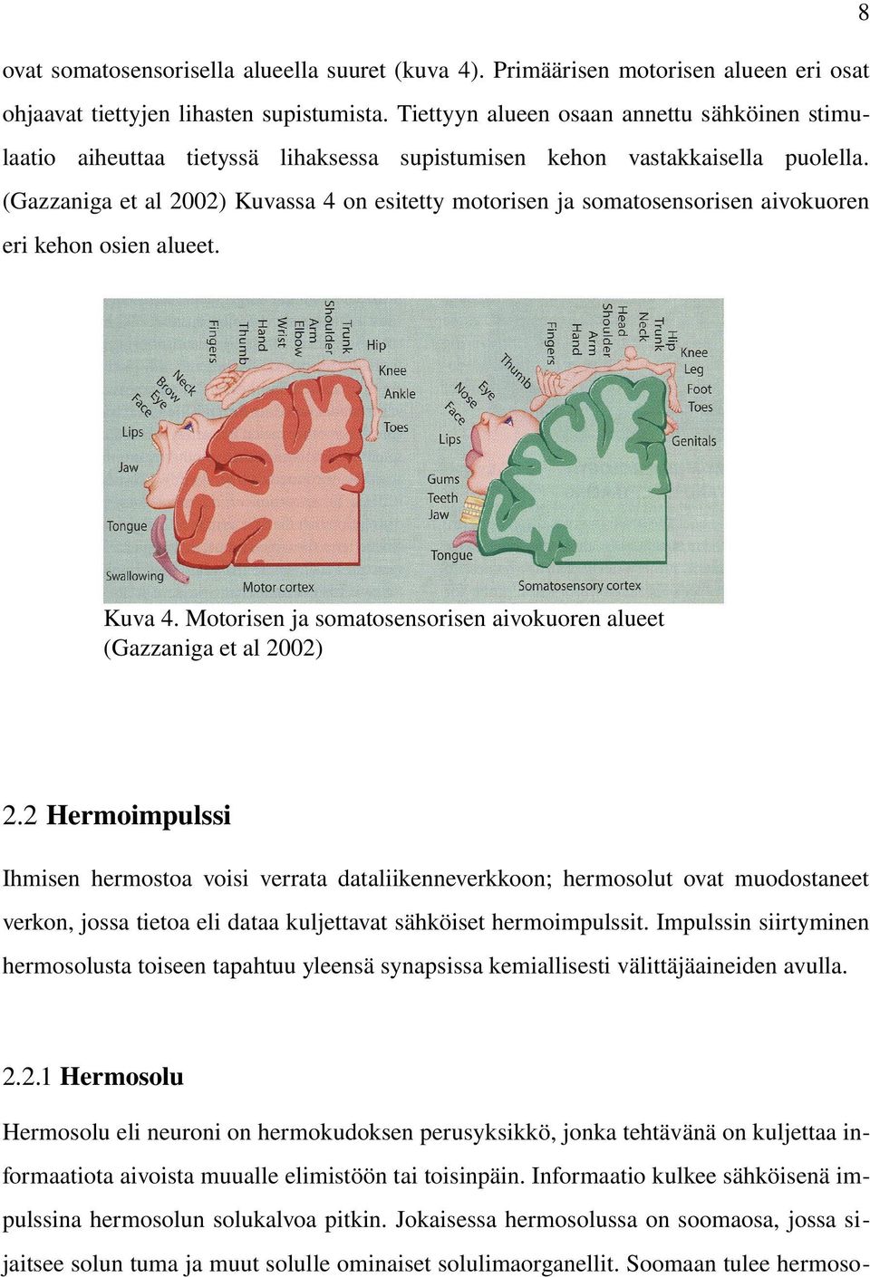 (Gazzaniga et al 2002) Kuvassa 4 on esitetty motorisen ja somatosensorisen aivokuoren eri kehon osien alueet. Kuva 4. Motorisen ja somatosensorisen aivokuoren alueet (Gazzaniga et al 2002) 2.