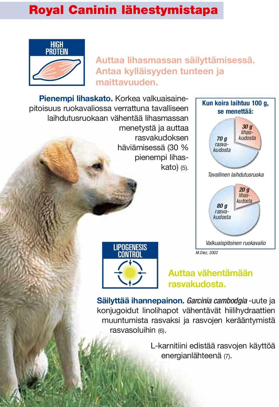 Kun koira laihtuu 100 g, se menettää: 70 g rasvakudosta 30 g lihaskudosta Tavallinen laihdutusruoka 20 g lihaskudosta 80 g rasvakudosta Valkuaispitoinen ruokavalio M.