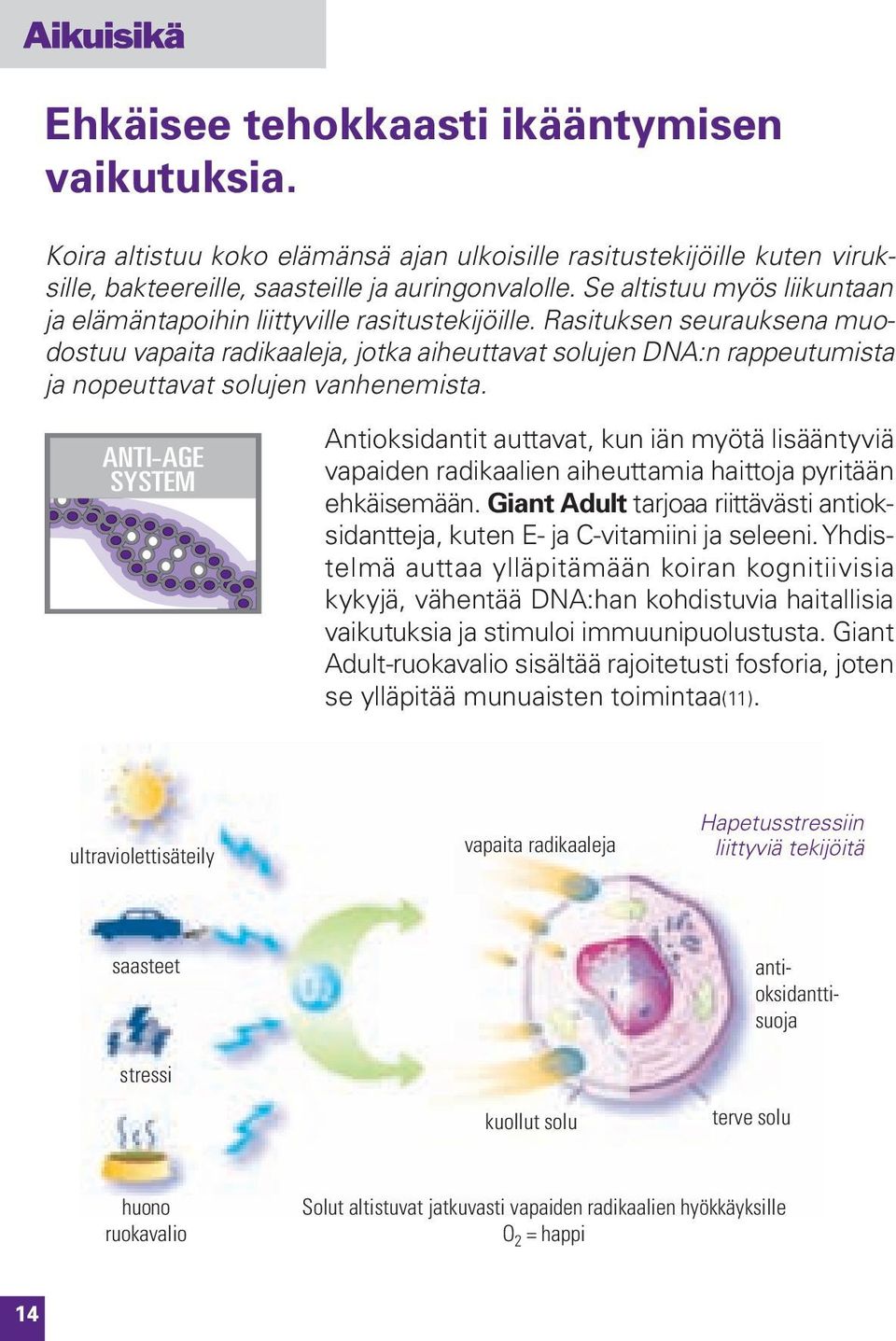 Rasituksen seurauksena muodostuu vapaita radikaaleja, jotka aiheuttavat solujen DNA:n rappeutumista ja nopeuttavat solujen vanhenemista.