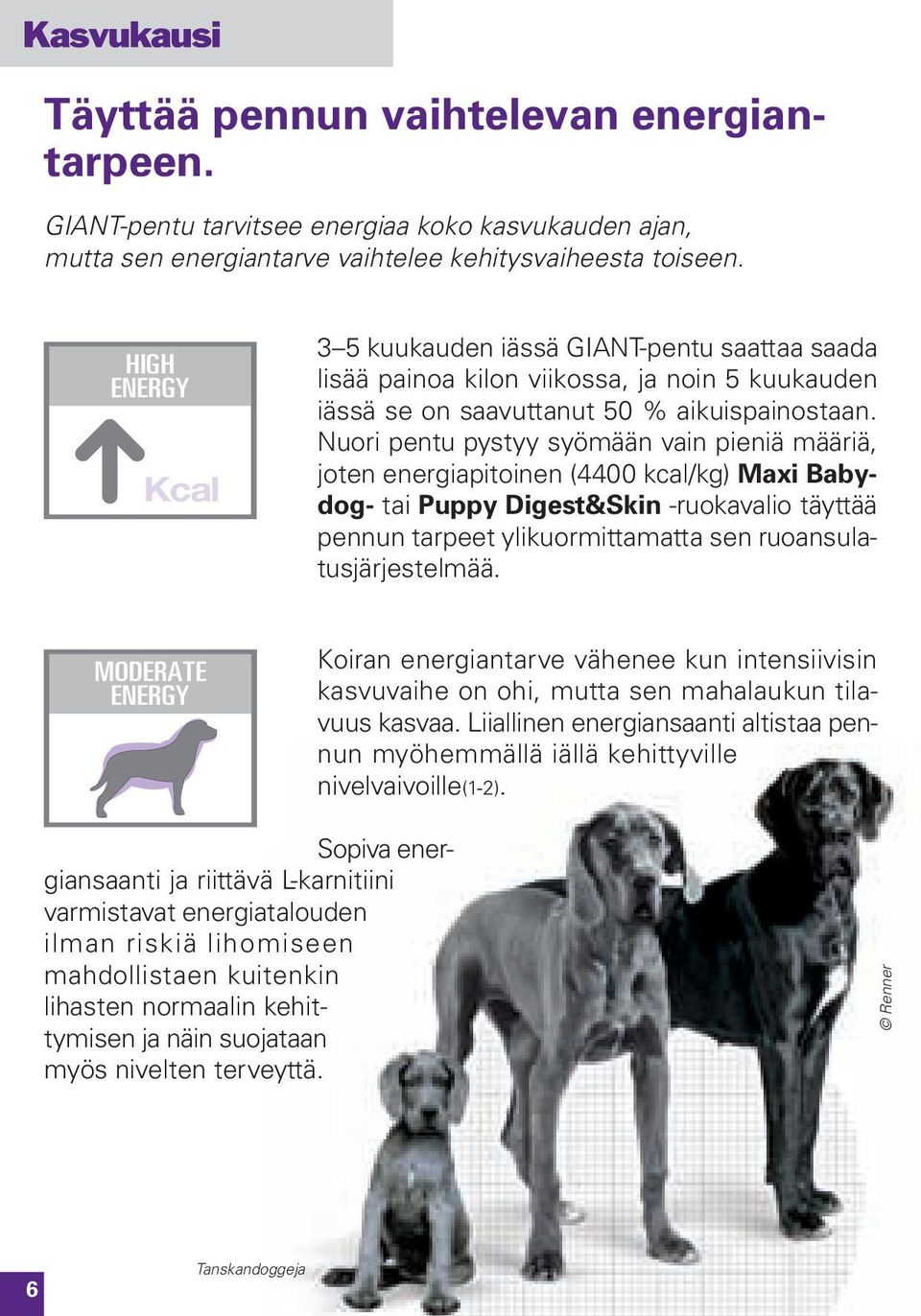 Nuori pentu pystyy syömään vain pieniä määriä, joten energiapitoinen (4400 kcal/kg) Maxi Babydog- tai Puppy Digest&Skin -ruokavalio täyttää pennun tarpeet ylikuormittamatta sen