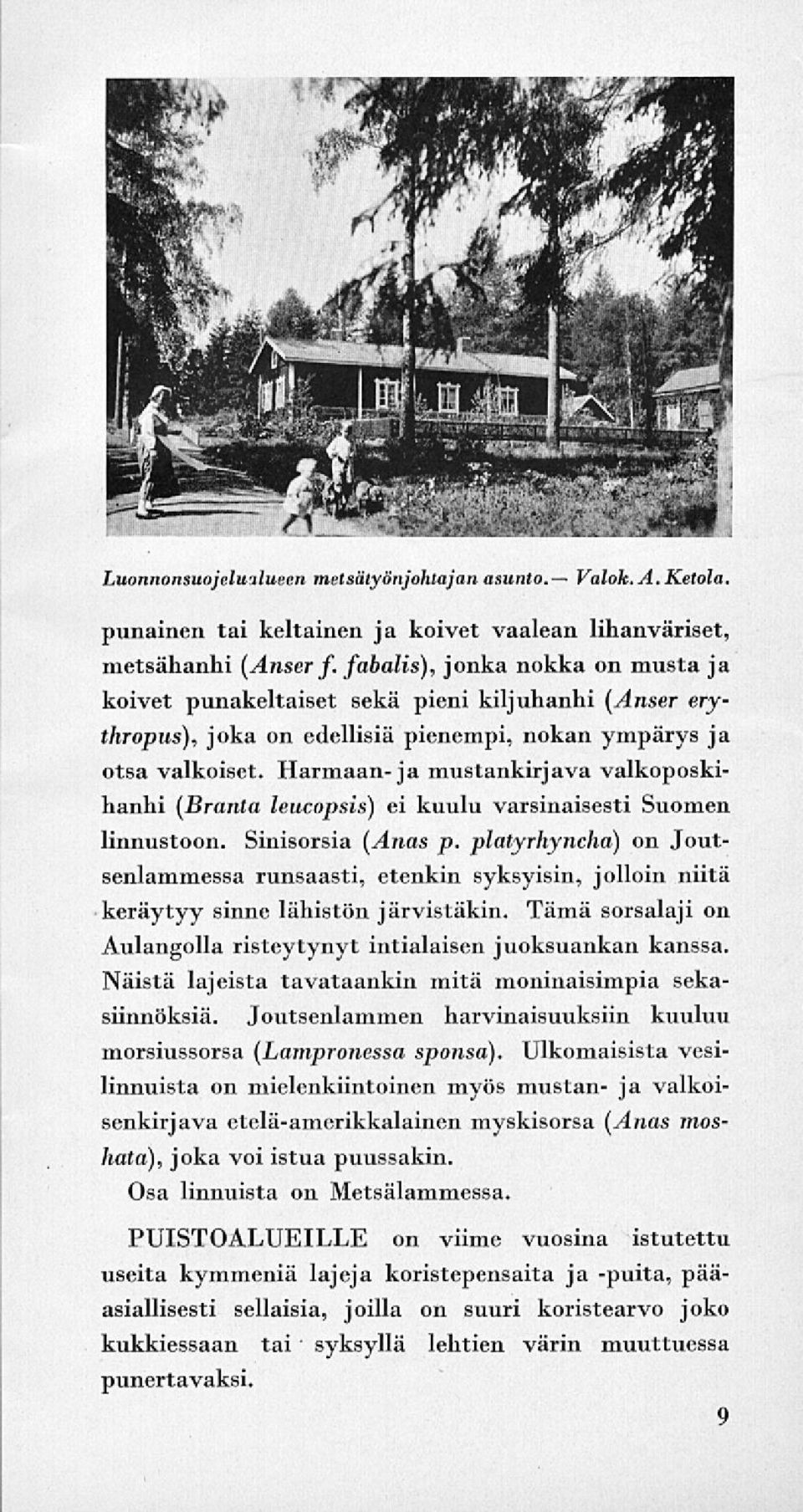 Harmaan-ja mustankirjava valkoposkihanhi (Branta leucopsis) ei kuulu varsinaisesti Suomen linnustoon. Sinisorsia (Anas p.
