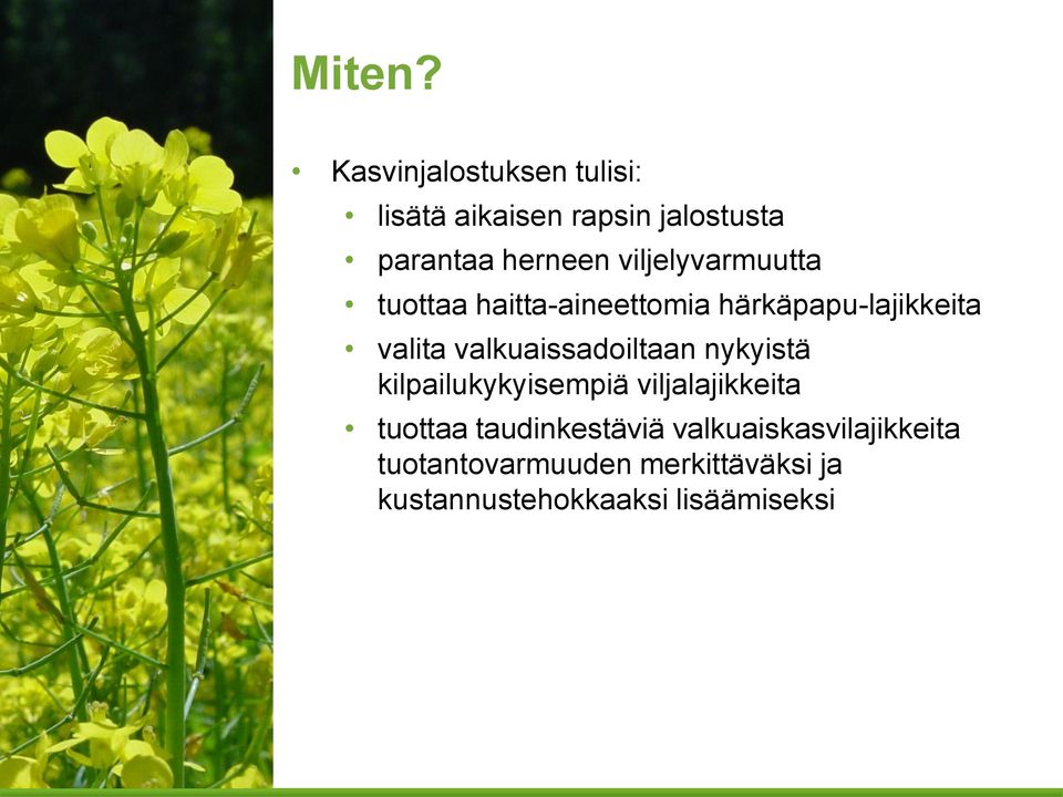 viljelyvarmuutta tuottaa haitta-aineettomia härkäpapu-lajikkeita valita