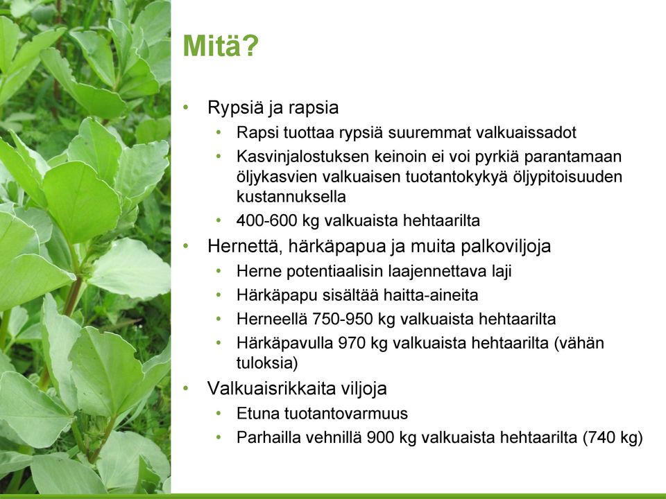 potentiaalisin laajennettava laji Härkäpapu sisältää haitta-aineita Herneellä 75-95 kg valkuaista hehtaarilta Härkäpavulla 97 kg