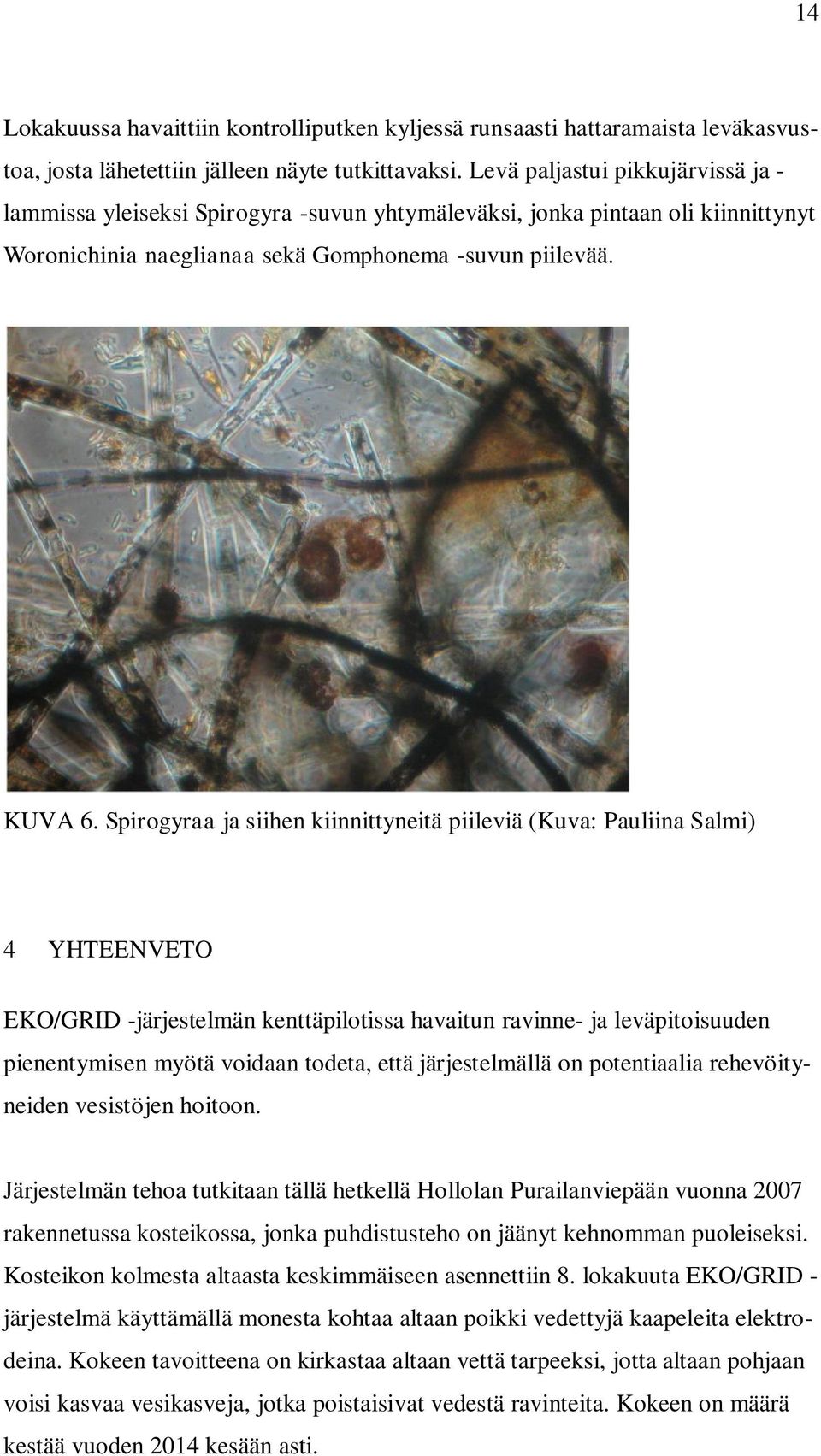 Spirogyraa ja siihen kiinnittyneitä piileviä (Kuva: Pauliina Salmi) 4 YHTEENVETO EKO/GRID -järjestelmän kenttäpilotissa havaitun ravinne- ja leväpitoisuuden pienentymisen myötä voidaan todeta, että