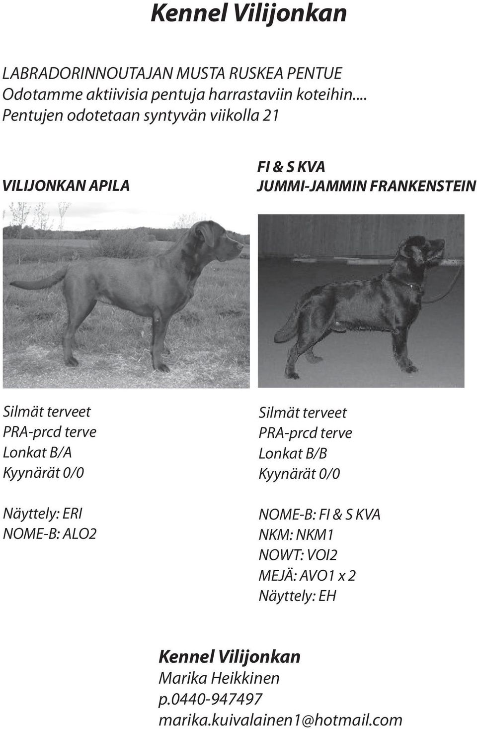 terve Lonkat B/A Kyynärät 0/0 Näyttely: ERI NOME-B: ALO2 Silmät terveet PRA-prcd terve Lonkat B/B Kyynärät 0/0 NOME-B: FI