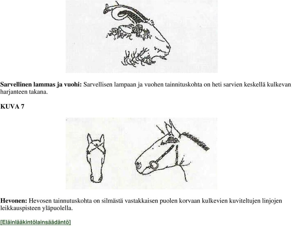 KUVA 7 Hevonen: Hevosen tainnutuskohta on silmästä vastakkaisen puolen