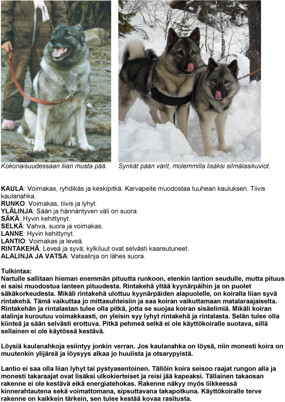 RINTAKEHÄ: Leveä ja syvä; kylkiluut ovat selvästi kaareutuneet. ALALINJA JA VATSA: Vatsalinja on lähes suora.