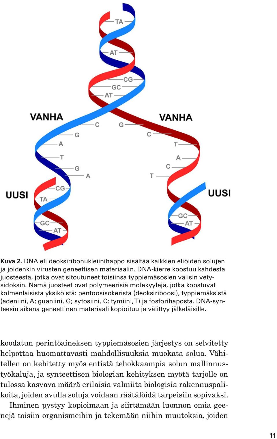 Nämä juosteet ovat polymeerisiä molekyylejä, jotka koostuvat kolmenlaisista yksiköistä: pentoosisokerista (deoksiriboosi), typpiemäksistä (adeniini, A; guaniini, G; sytosiini, C; tymiini, T) ja