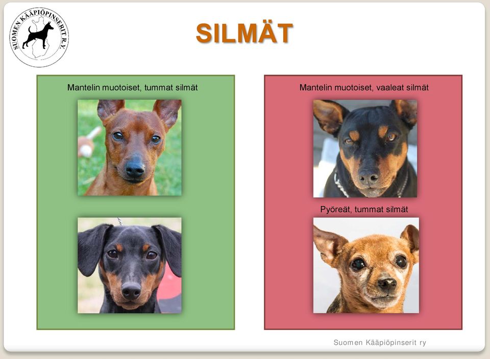silmät Pyöreät, tummat