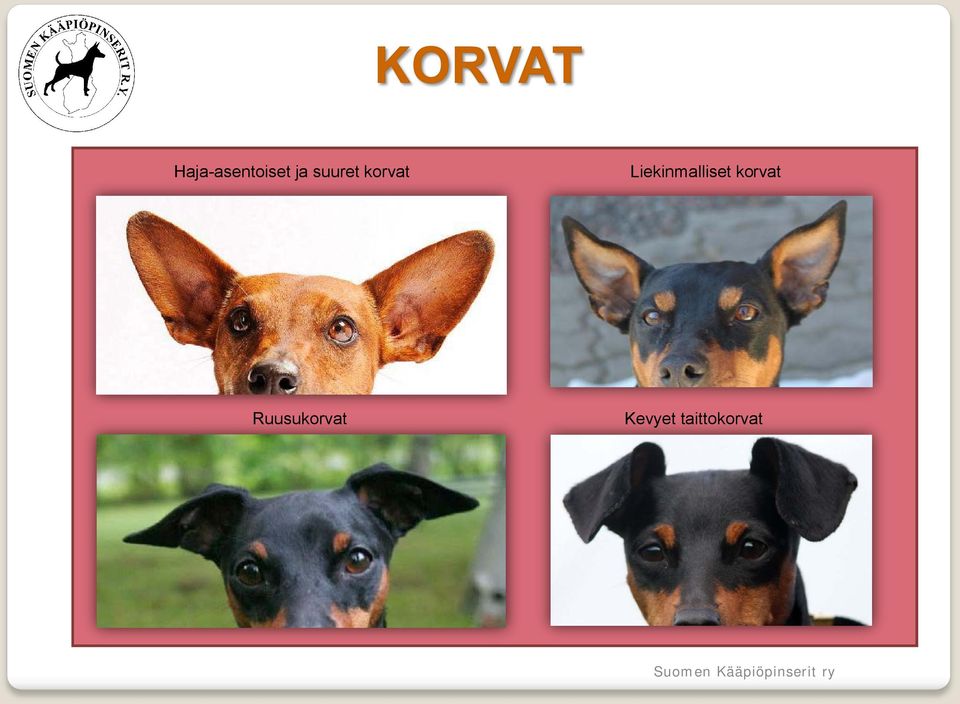 Liekinmalliset korvat