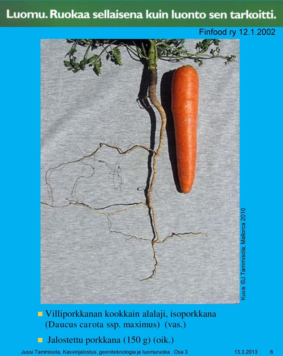 .1.2002 Villiporkkanan kookkain alalaji, isoporkkana (Daucus