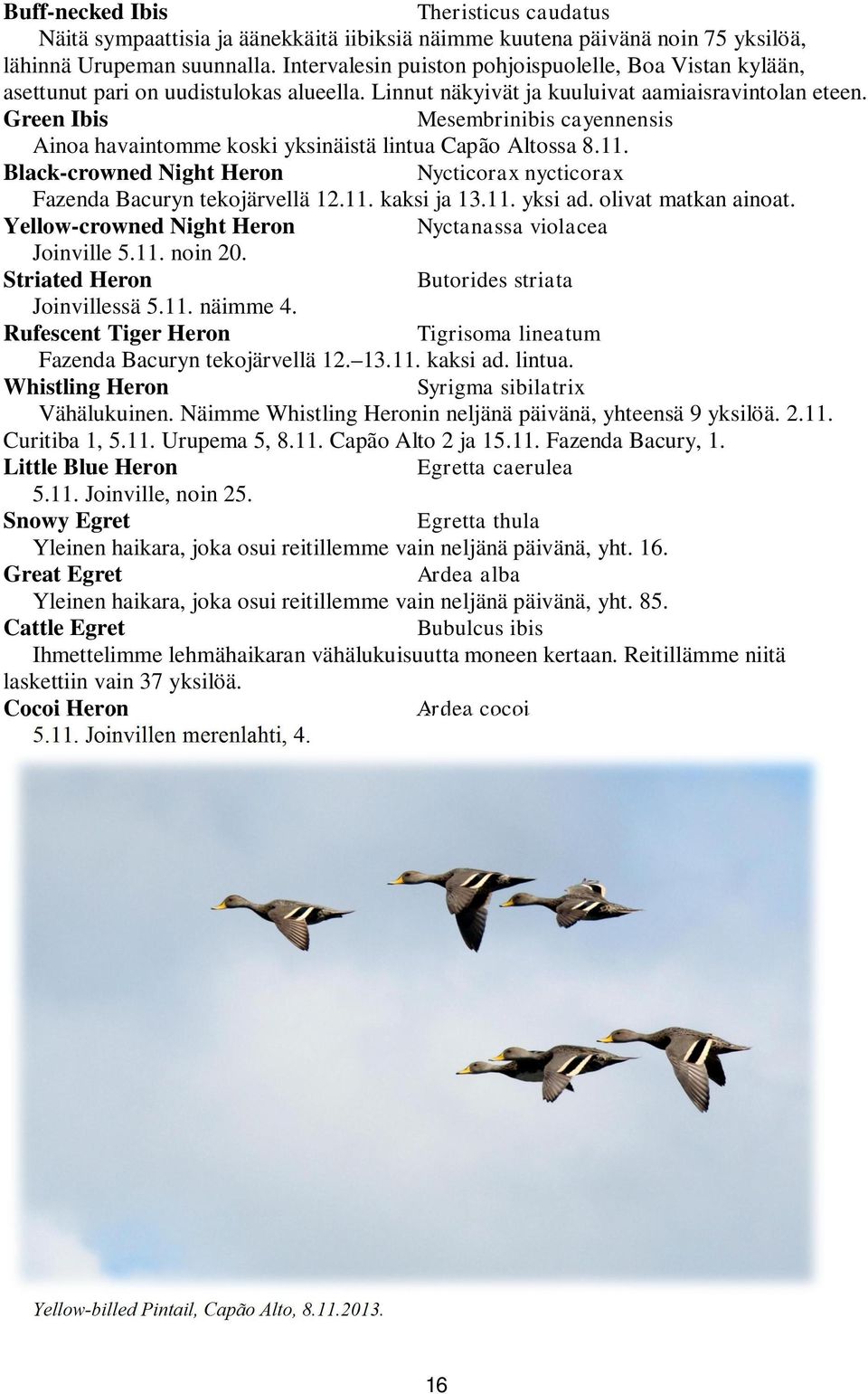 Green Ibis Mesembrinibis cayennensis Ainoa havaintomme koski yksinäistä lintua Capão Altossa 8.11. Black-crowned Night Heron Nycticorax nycticorax Fazenda Bacuryn tekojärvellä 12.11. kaksi ja 13.11. yksi ad.