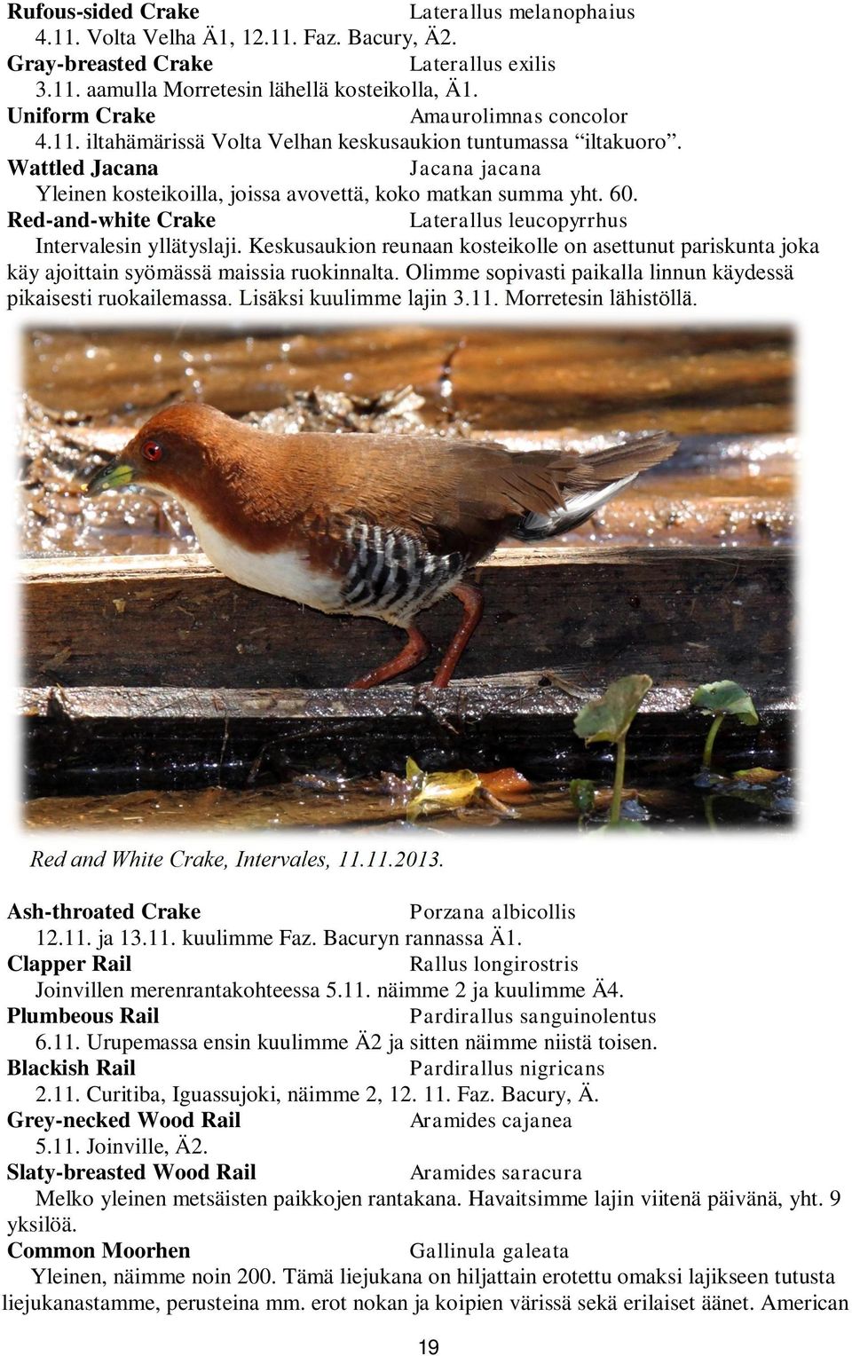 Red-and-white Crake Laterallus leucopyrrhus Intervalesin yllätyslaji. Keskusaukion reunaan kosteikolle on asettunut pariskunta joka käy ajoittain syömässä maissia ruokinnalta.