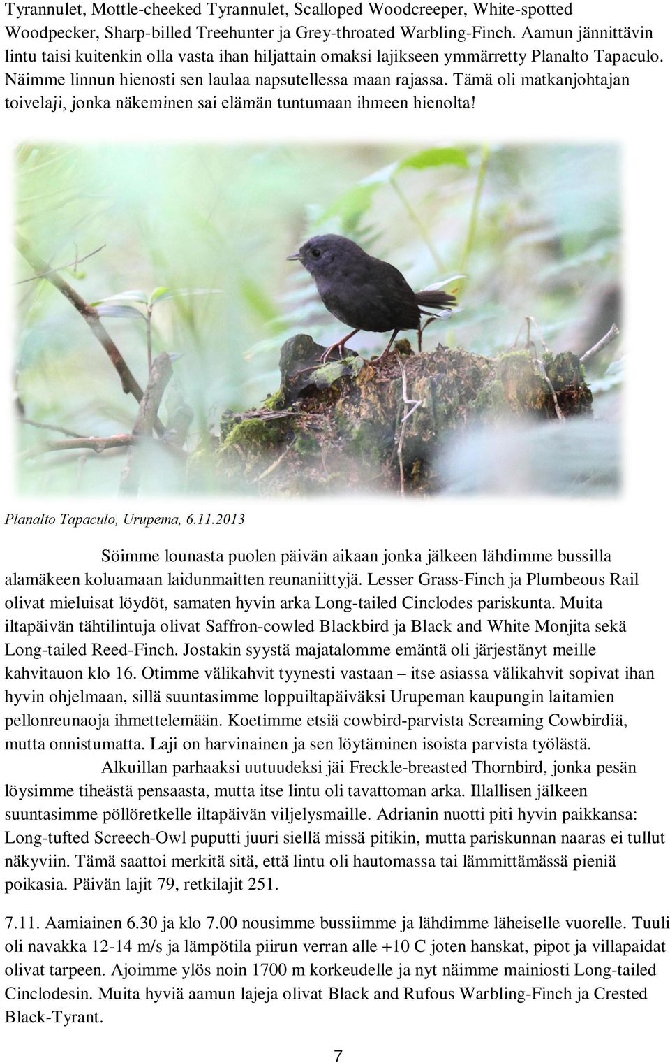 Tämä oli matkanjohtajan toivelaji, jonka näkeminen sai elämän tuntumaan ihmeen hienolta! Planalto Tapaculo, Urupema, 6.11.