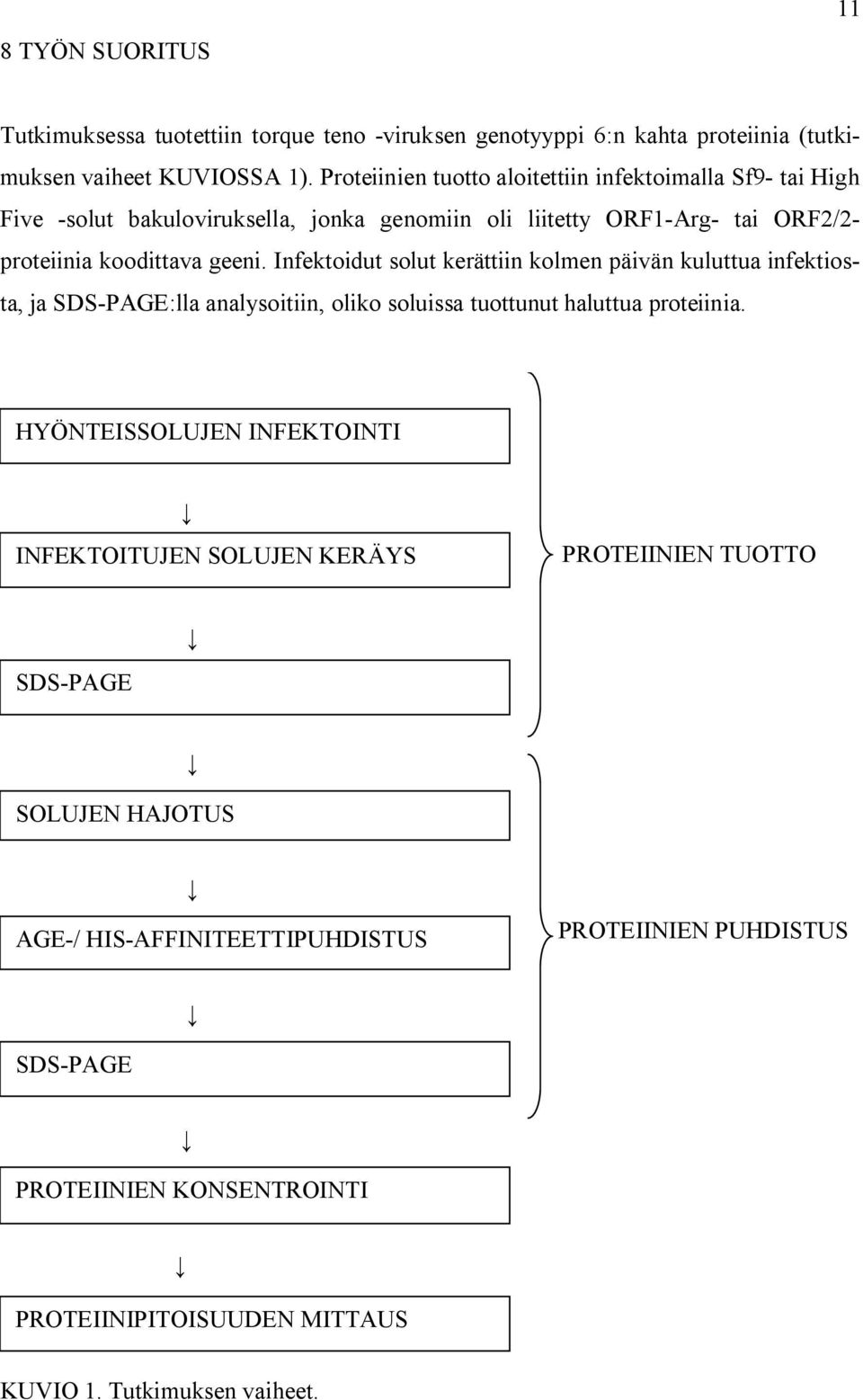 Infektoidut solut kerättiin kolmen päivän kuluttua infektiosta, ja SDS-PAGE:lla analysoitiin, oliko soluissa tuottunut haluttua proteiinia.