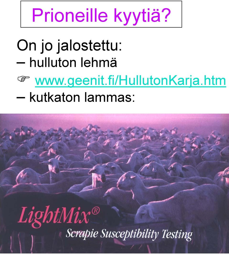 hulluton lehmä www.