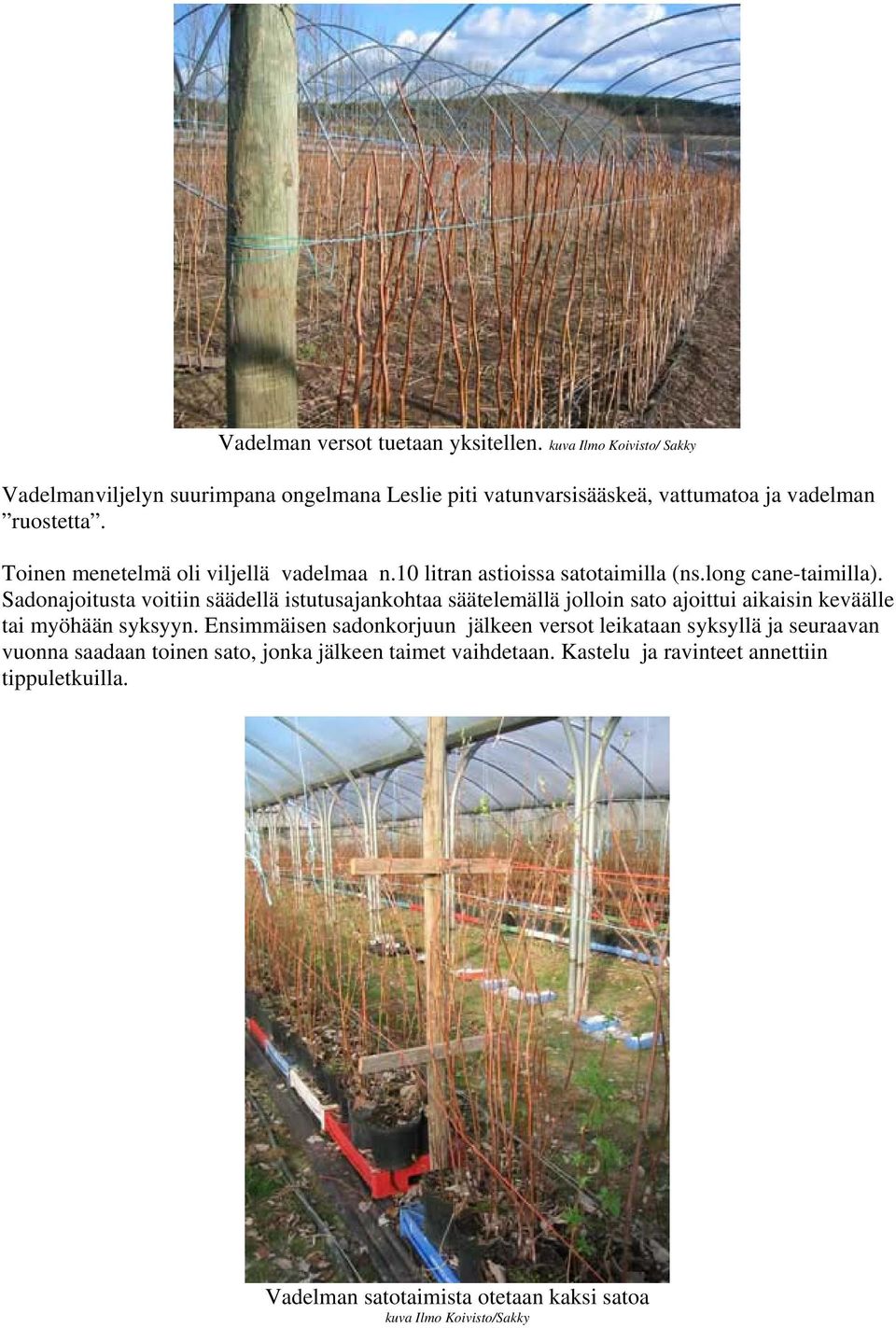 Toinen menetelmä oli viljellä vadelmaa n.10 litran astioissa satotaimilla (ns.long cane-taimilla).