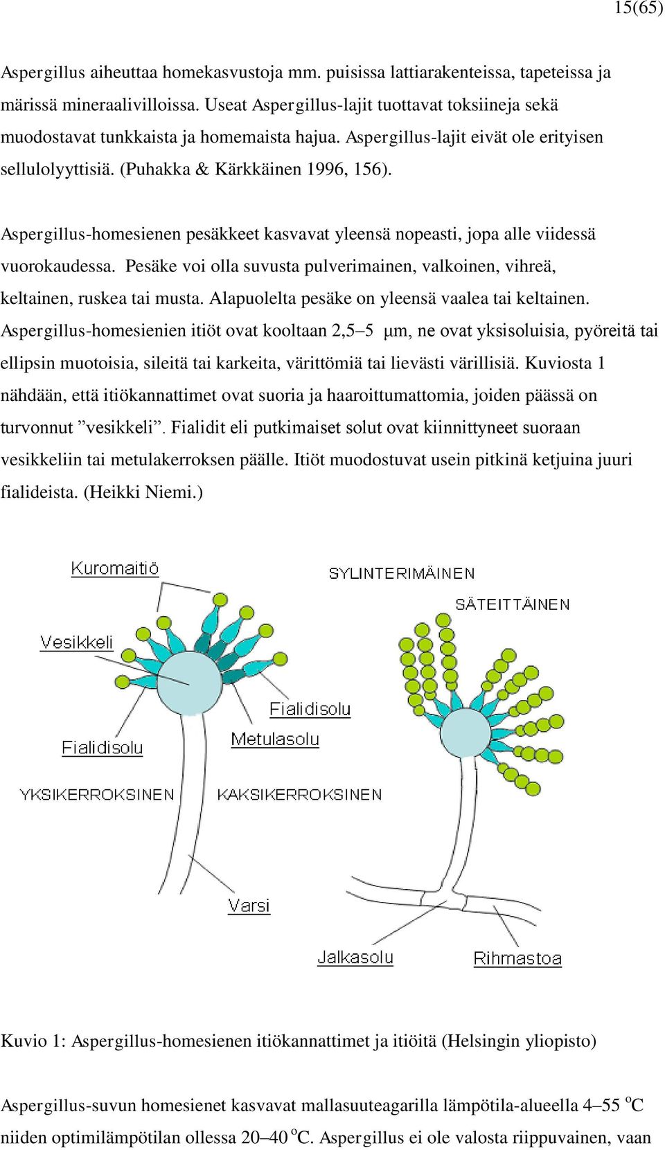 Aspergillus-homesienen pesäkkeet kasvavat yleensä nopeasti, jopa alle viidessä vuorokaudessa. Pesäke voi olla suvusta pulverimainen, valkoinen, vihreä, keltainen, ruskea tai musta.