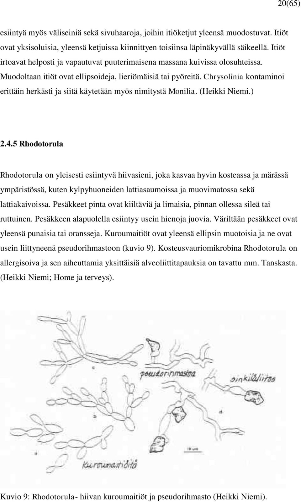 Chrysolinia kontaminoi erittäin herkästi ja siitä käytetään myös nimitystä Monilia. (Heikki Niemi.) 2.4.