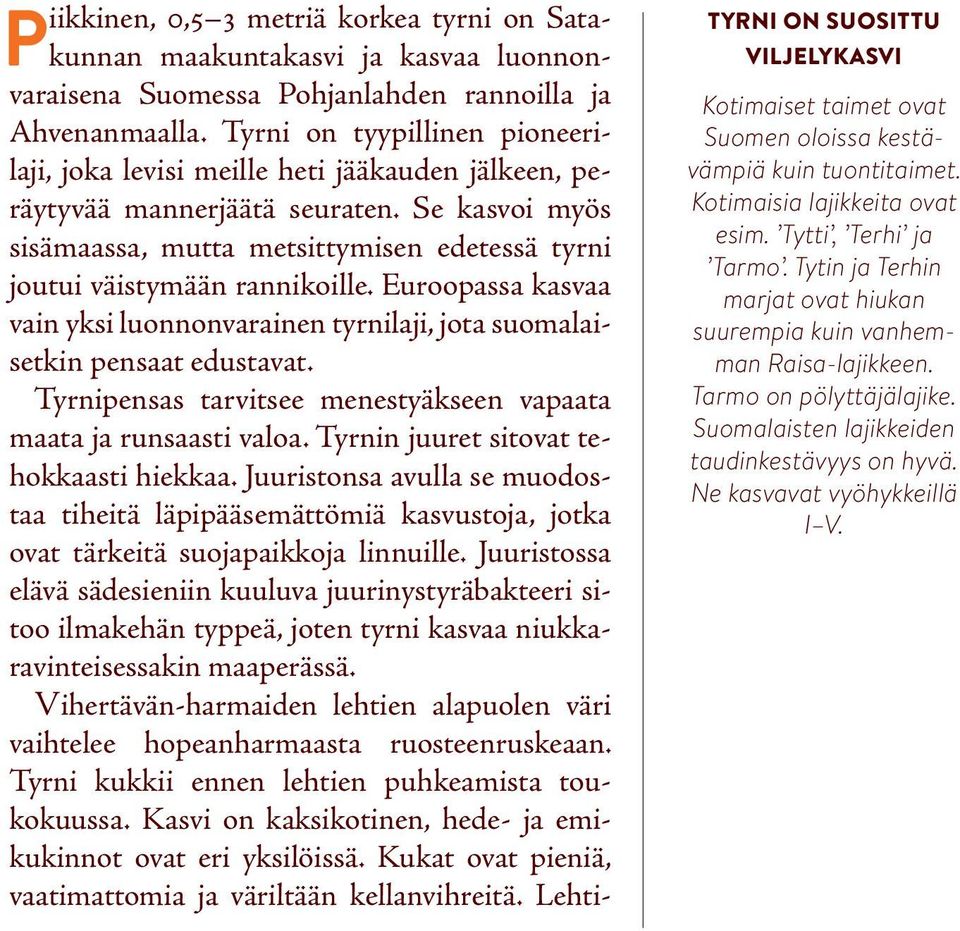 Se kasvoi myös sisämaassa, mutta metsittymisen edetessä tyrni joutui väistymään rannikoille. Euroopassa kasvaa vain yksi luonnonvarainen tyrnilaji, jota suomalaisetkin pensaat edustavat.