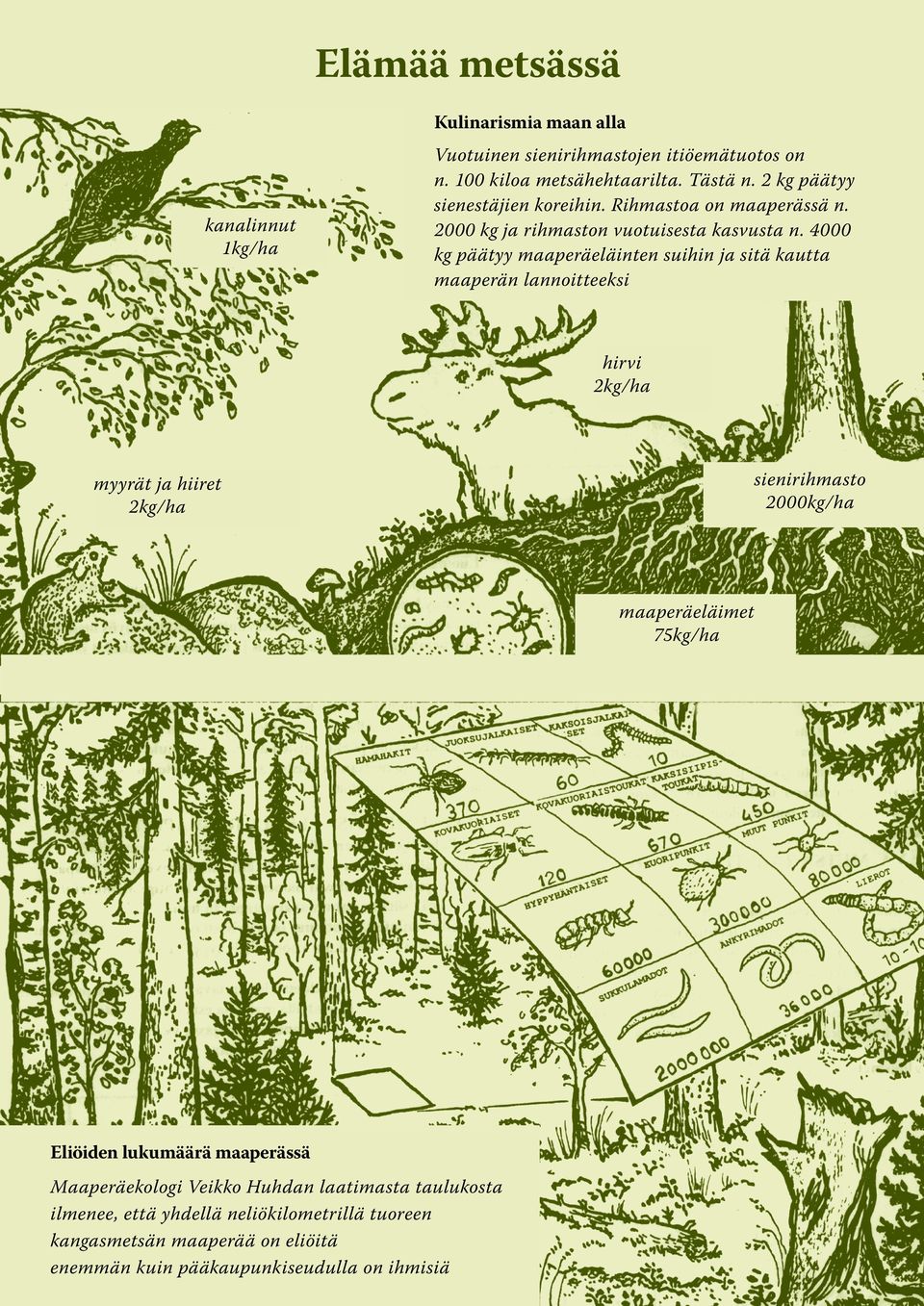 4000 kg päätyy maaperäeläinten suihin ja sitä kautta maaperän lannoitteeksi hirvi 2kg/ha sienirihmasto 2000kg/ha myyrät ja hiiret 2kg/ha maaperäeläimet