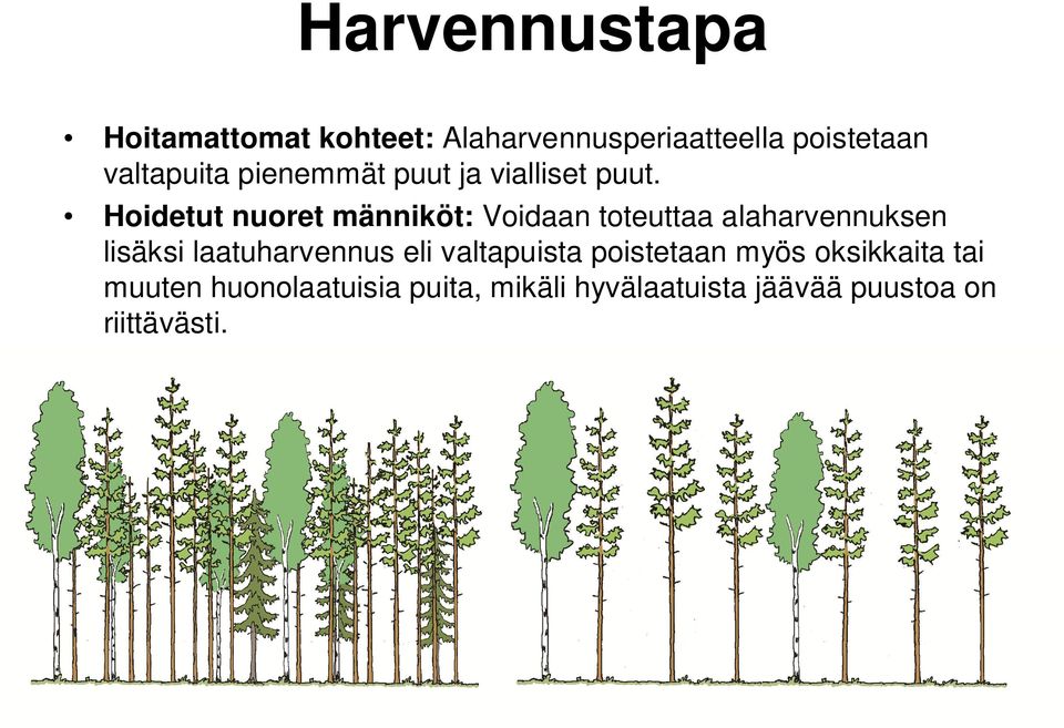 Hoidetut nuoret männiköt: Voidaan toteuttaa alaharvennuksen lisäksi laatuharvennus