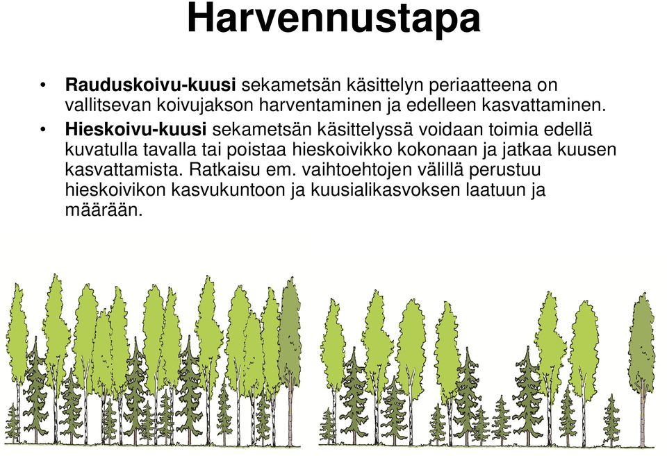 Hieskoivu-kuusi sekametsän käsittelyssä voidaan toimia edellä kuvatulla tavalla tai poistaa