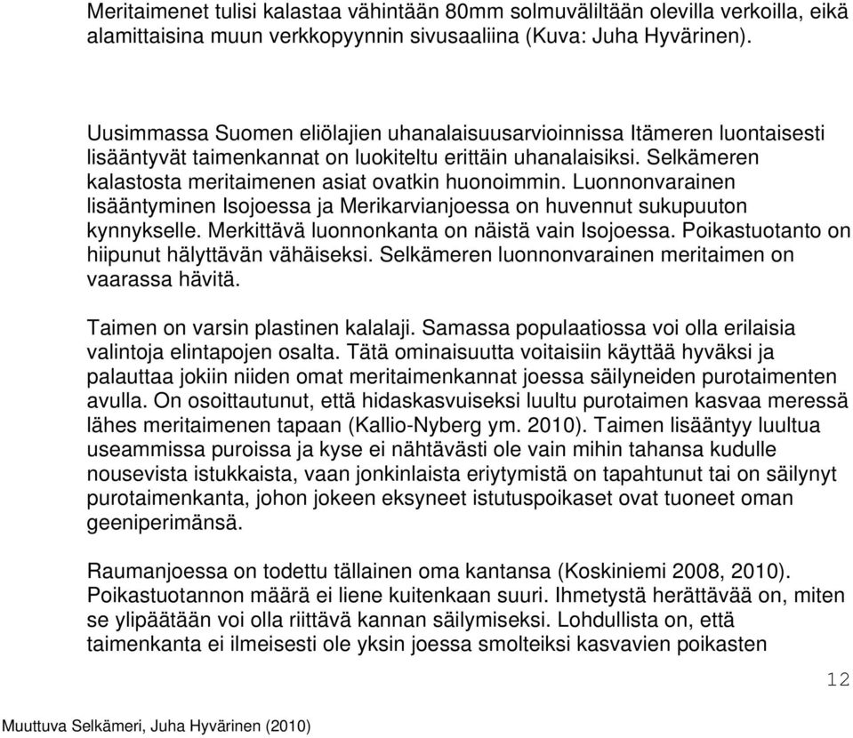 Luonnonvarainen lisääntyminen Isojoessa ja Merikarvianjoessa on huvennut sukupuuton kynnykselle. Merkittävä luonnonkanta on näistä vain Isojoessa. Poikastuotanto on hiipunut hälyttävän vähäiseksi.