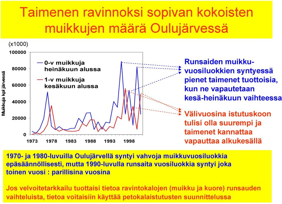 ja taimenet kannattaa vapauttaa alkukesällä 1970- ja 1980-luvuilla Oulujärvellä syntyi vahvoja muikkuvuosiluokkia epäsäännöllisesti, mutta 1990-luvulla runsaita vuosiluokkia syntyi joka