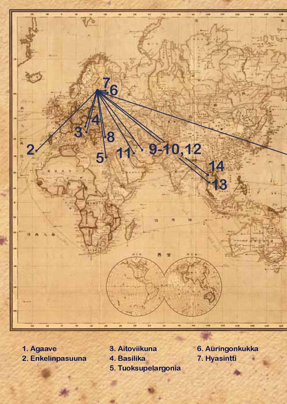 Auringonkukka 2. Enkelinpasuuna 4.