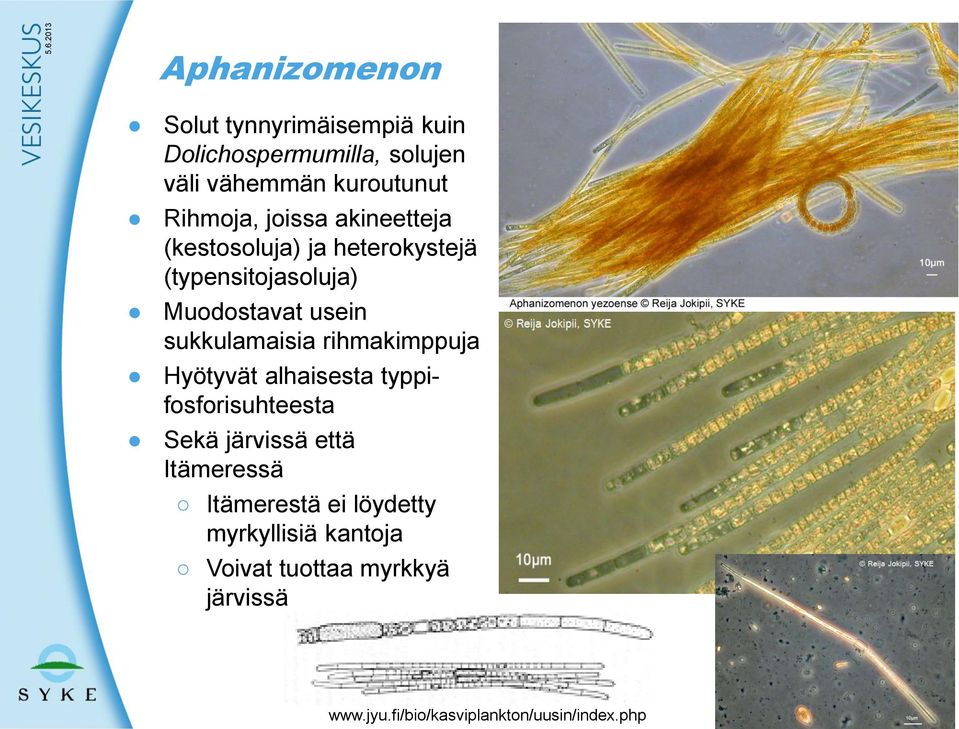 rihmakimppuja Hyötyvät alhaisesta typpifosforisuhteesta Sekä järvissä että Itämeressä Itämerestä ei