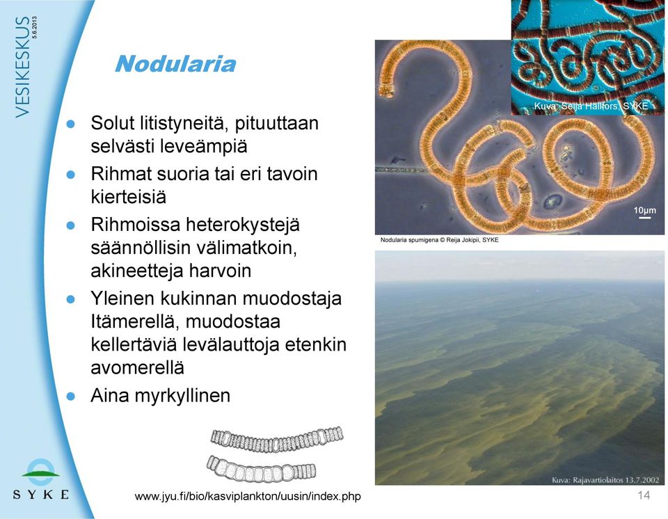 kukinnan muodostaja Itämerellä, muodostaa kellertäviä levälauttoja etenkin avomerellä